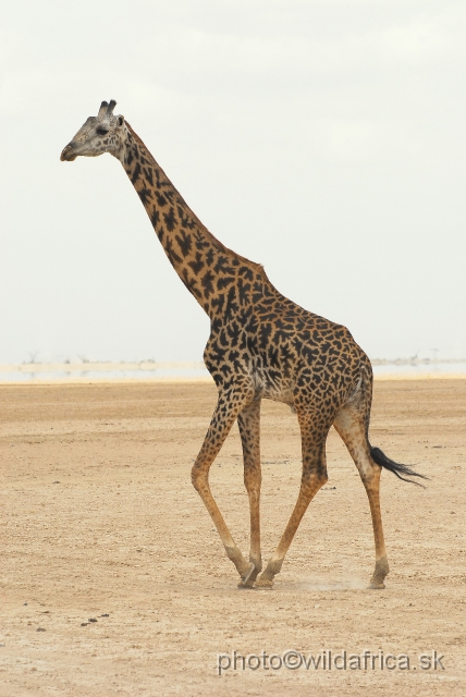 _DSC0018 - kópia.JPG - Masai Giraffe male at the floor of ancient Pleistocene lake in Amboseli.